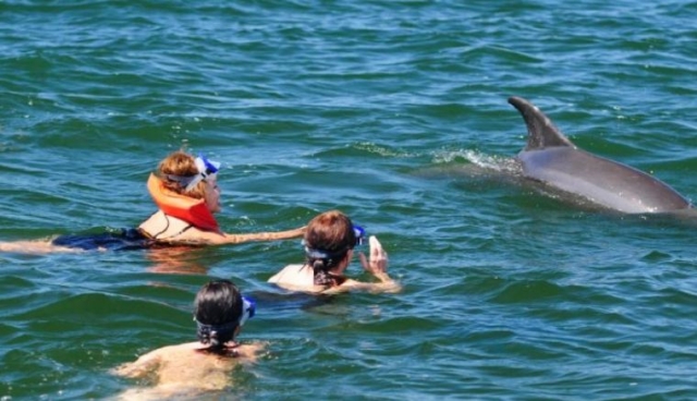  与海洋哺乳动物玩耍 